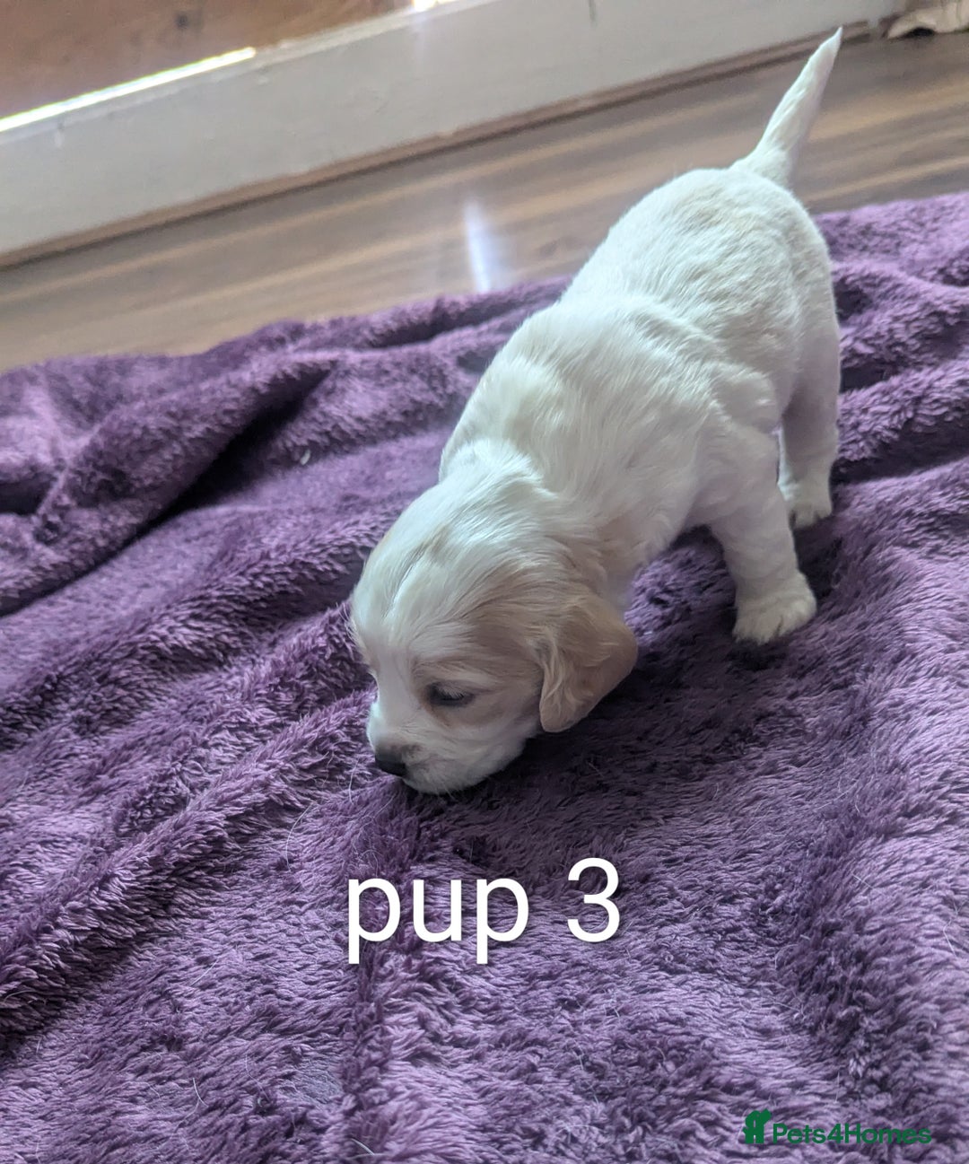 Sprocker dogs for sale: 5 sprocker puppies for sale - Image 9
