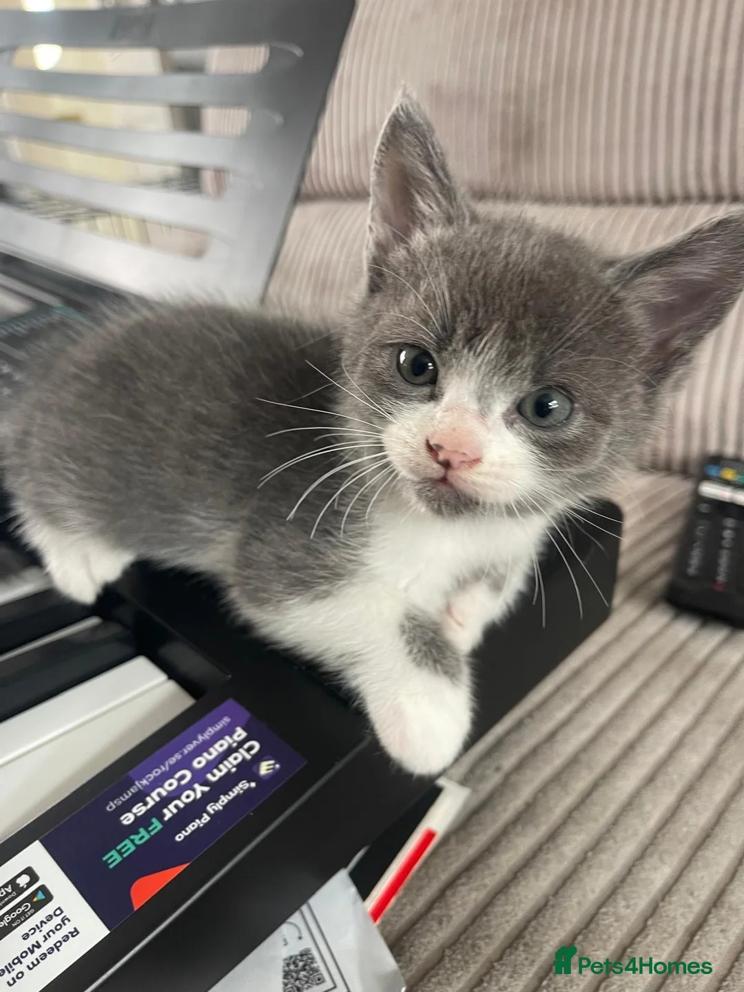 British Shorthair cats for sale: 5 stunning kittens for sale in Feltham - Advert 6