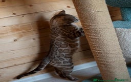 Bengal cats for sale: 🤎 WORLD CLASS BENGAL KITTENS 🤎 - Image 21