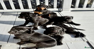 Mixed Breed dogs - Advert 16