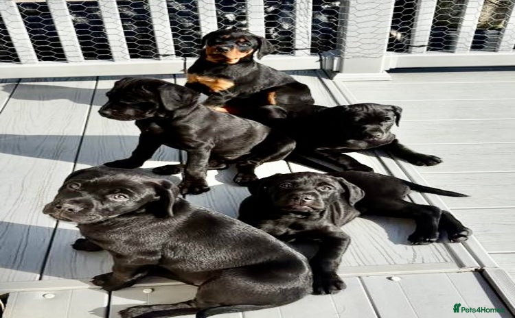 Mixed Breed dogs - Advert 1