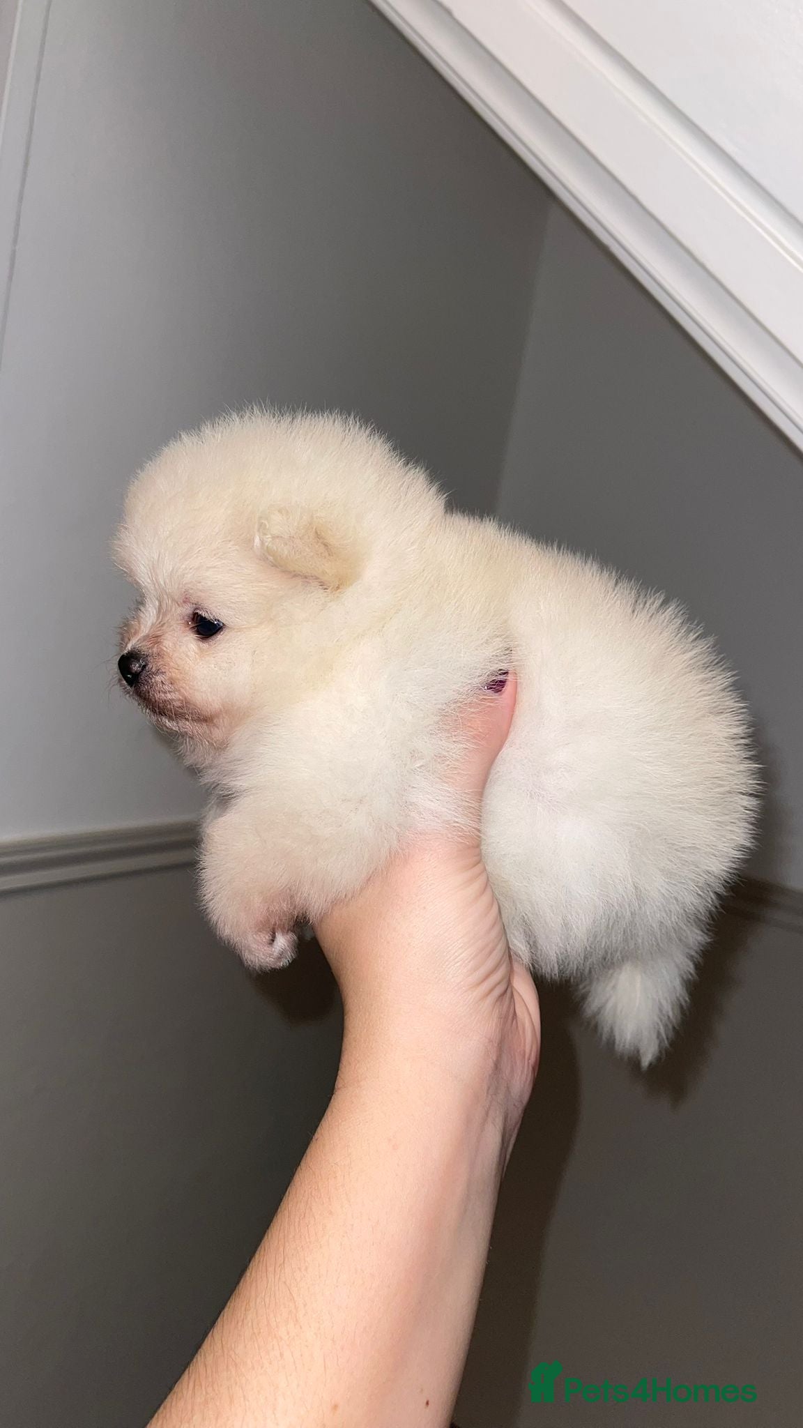 Pomeranian dogs Champion blood line teddy bear Pomeranian pups  - Advert 19