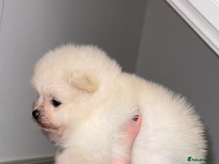 Pomeranian dogs Champion blood line teddy bear Pomeranian pups - Advert 2