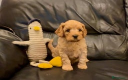 Cavapoo dogs for sale: Extensive DNA & Heart tested quality Cavapoo pups - Image 11