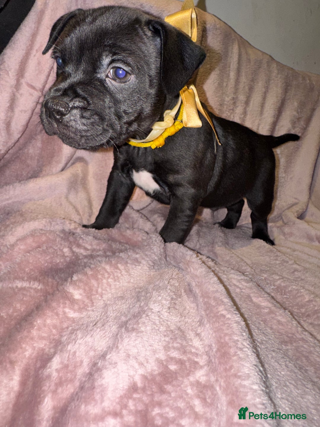 Staffordshire Bull Terrier dogs for sale: KC reg. Staffordshire bull terrier puppies - Advert 8