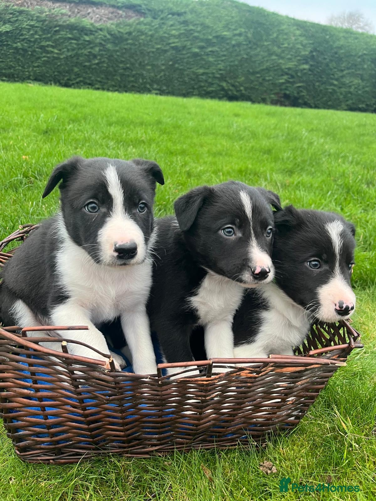 Border Collie dogs Adorable ISDS Border Collie Puppies - Advert 1