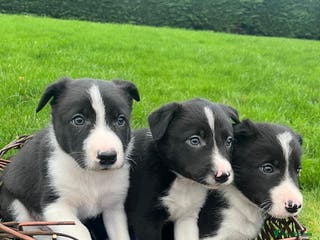 Border Collie dogs Ready to go adorable ISDS Border Collie Puppies - Advert 2