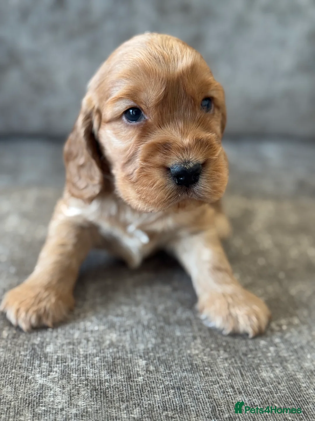 Cocker Spaniel dogs for sale: 100% SHOWTYPE KC REG FROM HEALTH TESTED PARENTS  - Advert 6