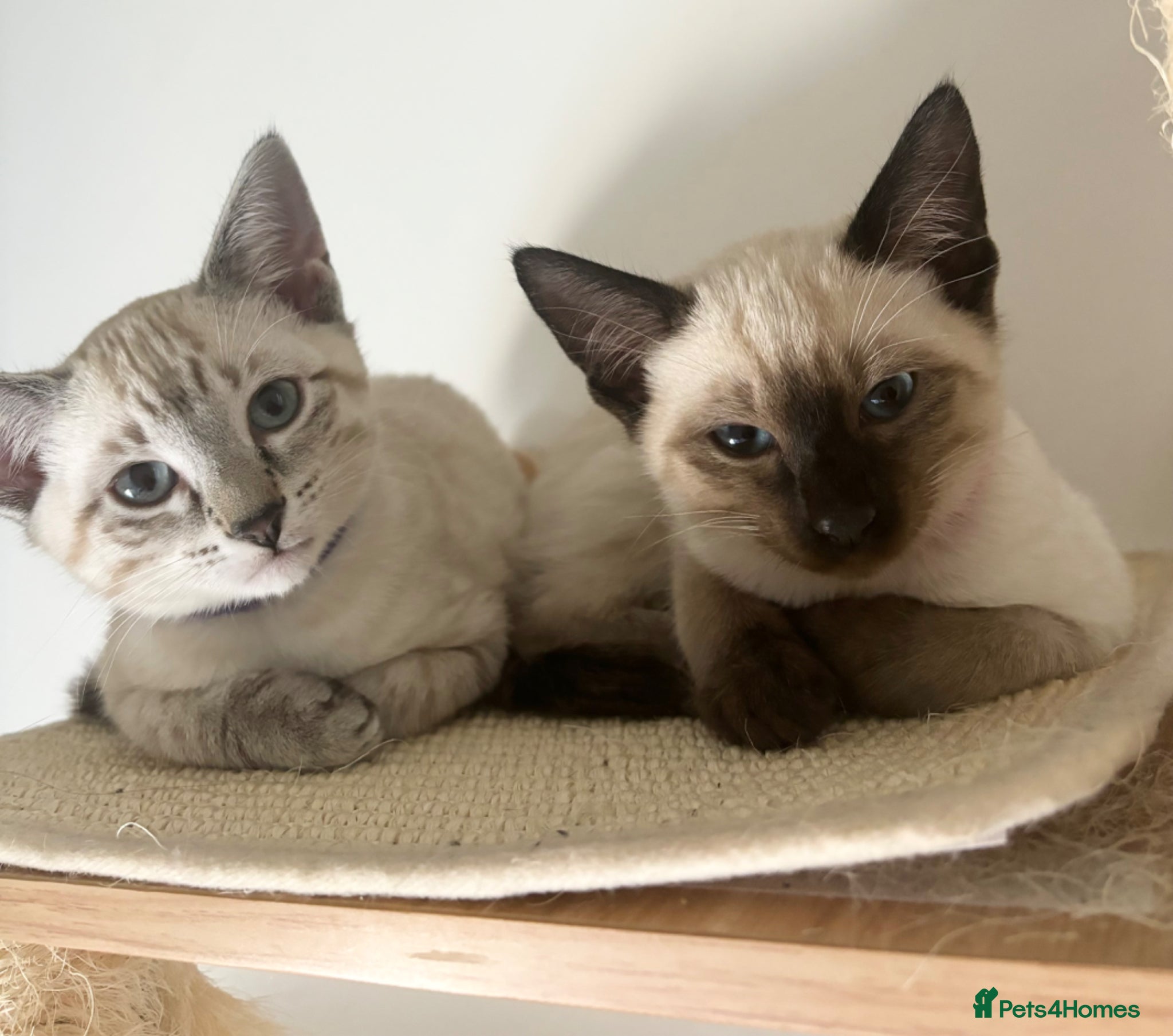 Ragdoll cats 4 Ragdoll/Siamese Kittens - Ready to go home - Advert 10