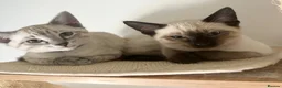 Ragdoll cats for sale: 4 Ragdoll/Siamese Kittens - Ready to go home - Advert 1