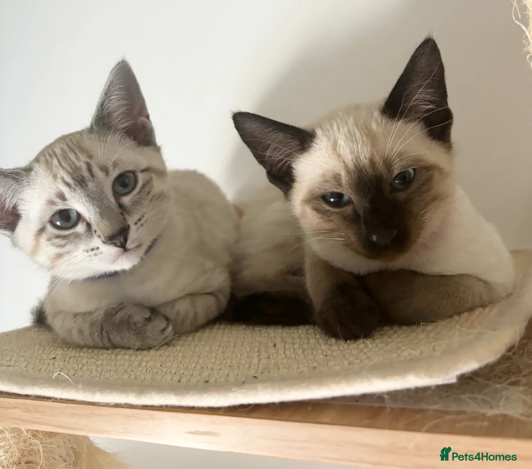 Ragdoll cats for sale: 4 Ragdoll/Siamese Kittens - Ready to go home - Advert 1