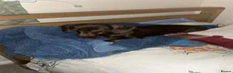 Miniature Dachshund dogs for sale: Miniature Dachshund Puppies in Stafford - Advert 3