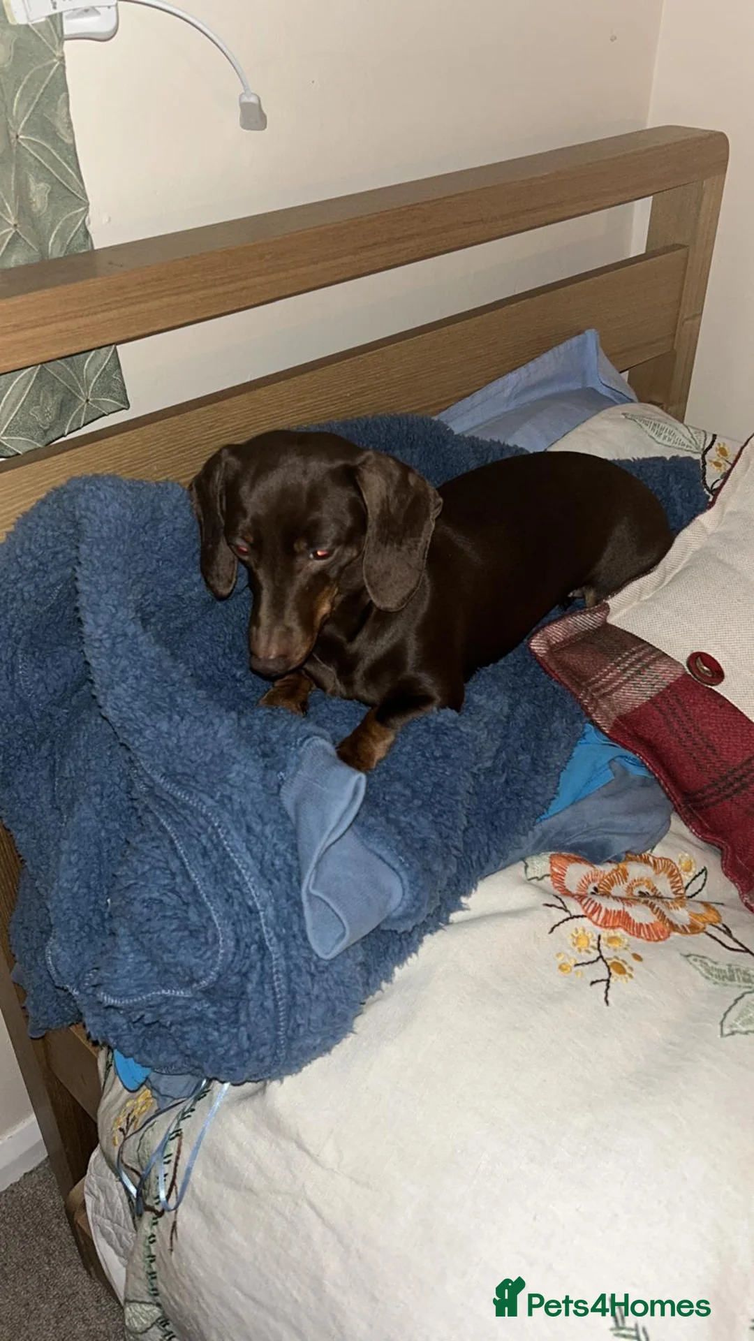 Miniature Dachshund dogs for sale: Miniature Dachshund Puppies in Stafford - Advert 3