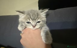 Scottish Fold cats for sale: Beautiful Scottish straight cross British shorts😍 - Image 5