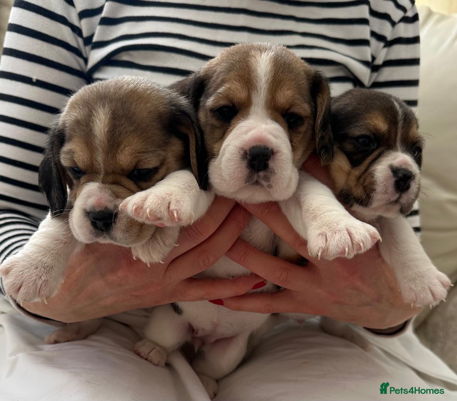 Beagle dogs Charterwood/Duffose Show win Kc registered, ,,   - Advert 5