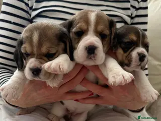 Beagle dogs Charterwood/Duffose Show win Kc registered, ,, - Advert 5