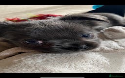 Chihuahua dogs for stud: KC Registered Blue Double KB in Chorley - Image 22