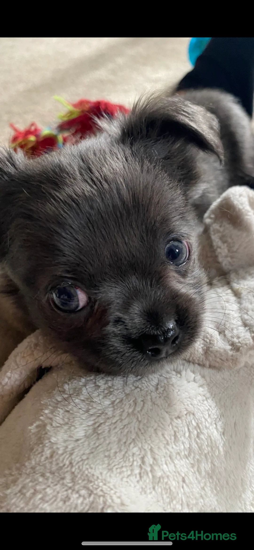 Chihuahua dogs for stud: KC Registered Blue Double KB in Chorley - Advert 22