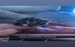 Domestic Shorthair cats for sale: tabby kittens for sale - Image 11