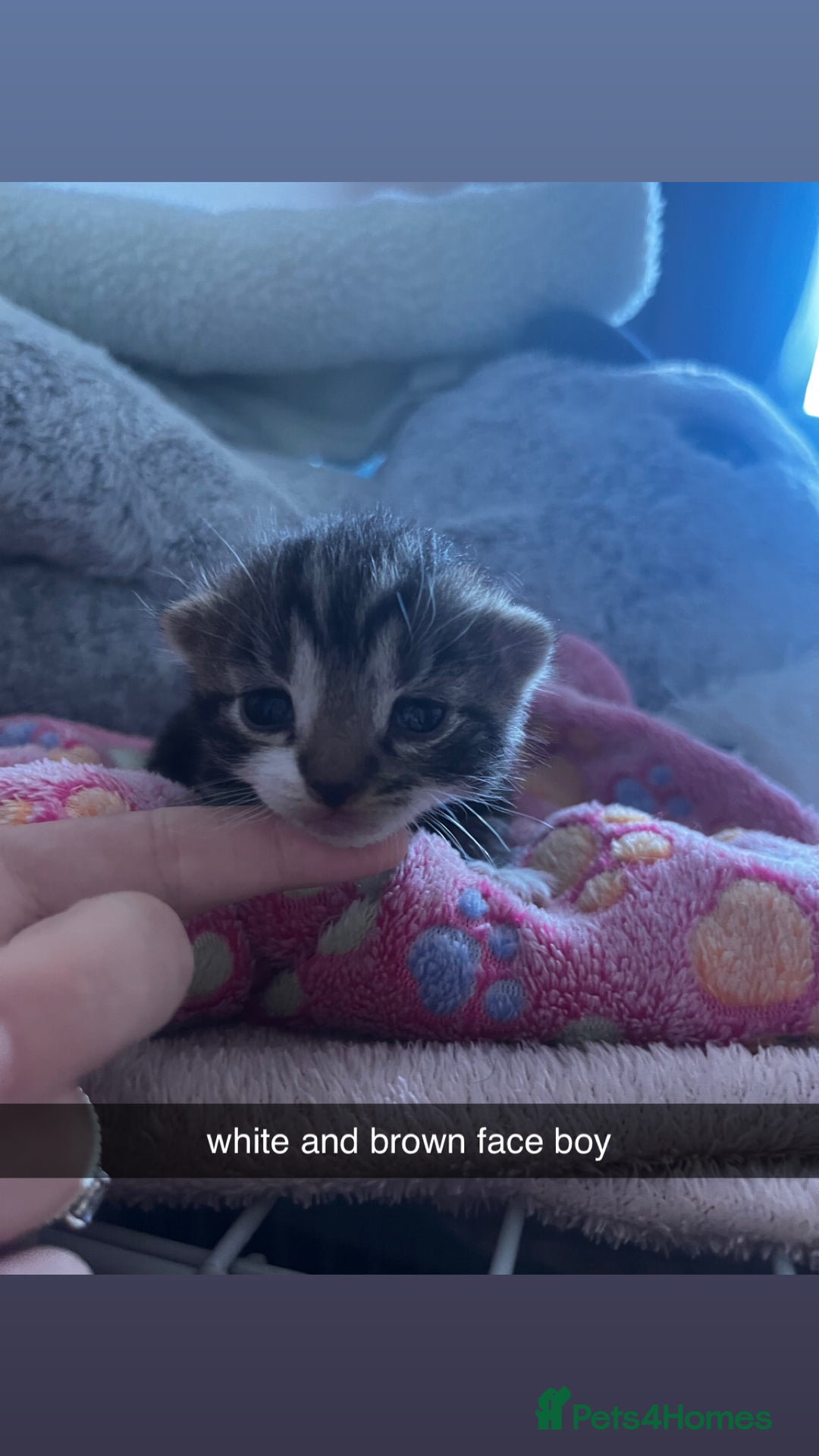 Domestic Shorthair cats for sale: tabby kittens for sale - Image 11