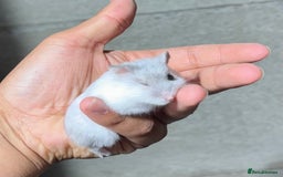 Hamster rodents for sale: OLDER STUNNING TAME PEDIGREE HAMSTERS - Image 8
