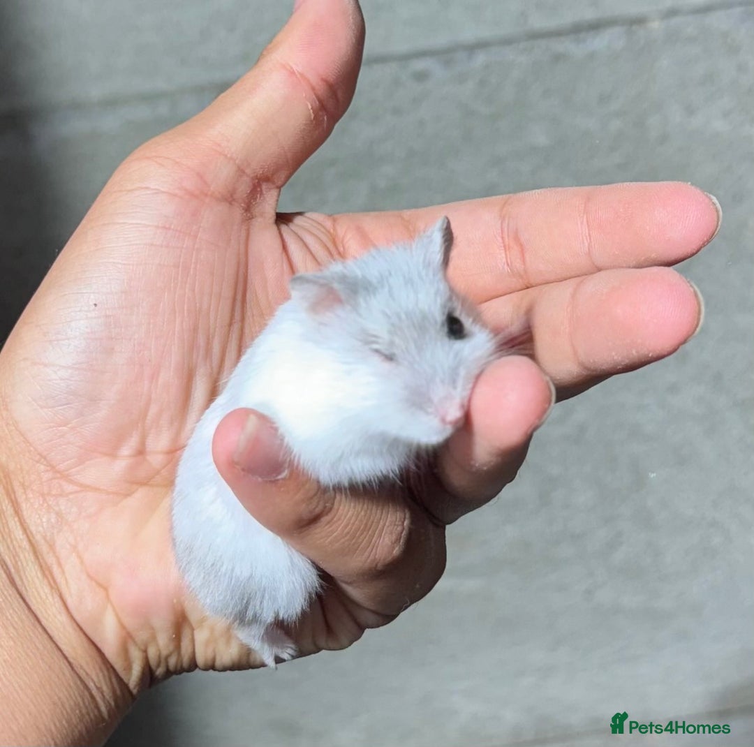 Hamster rodents for sale: OLDER STUNNING TAME PEDIGREE HAMSTERS - Image 8