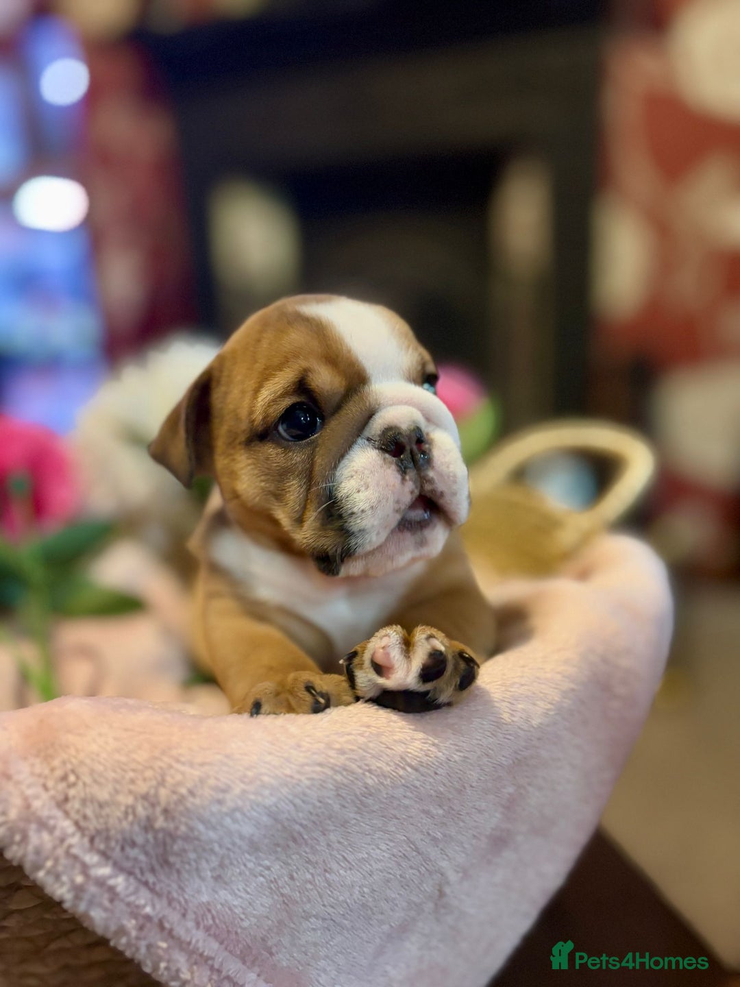 English Bulldog dogs for sale: 💙💗 exceptional English bulldog puppies 💗 💙  - Image 6