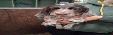Cocker Spaniel 1