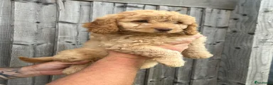 Cockapoo 3