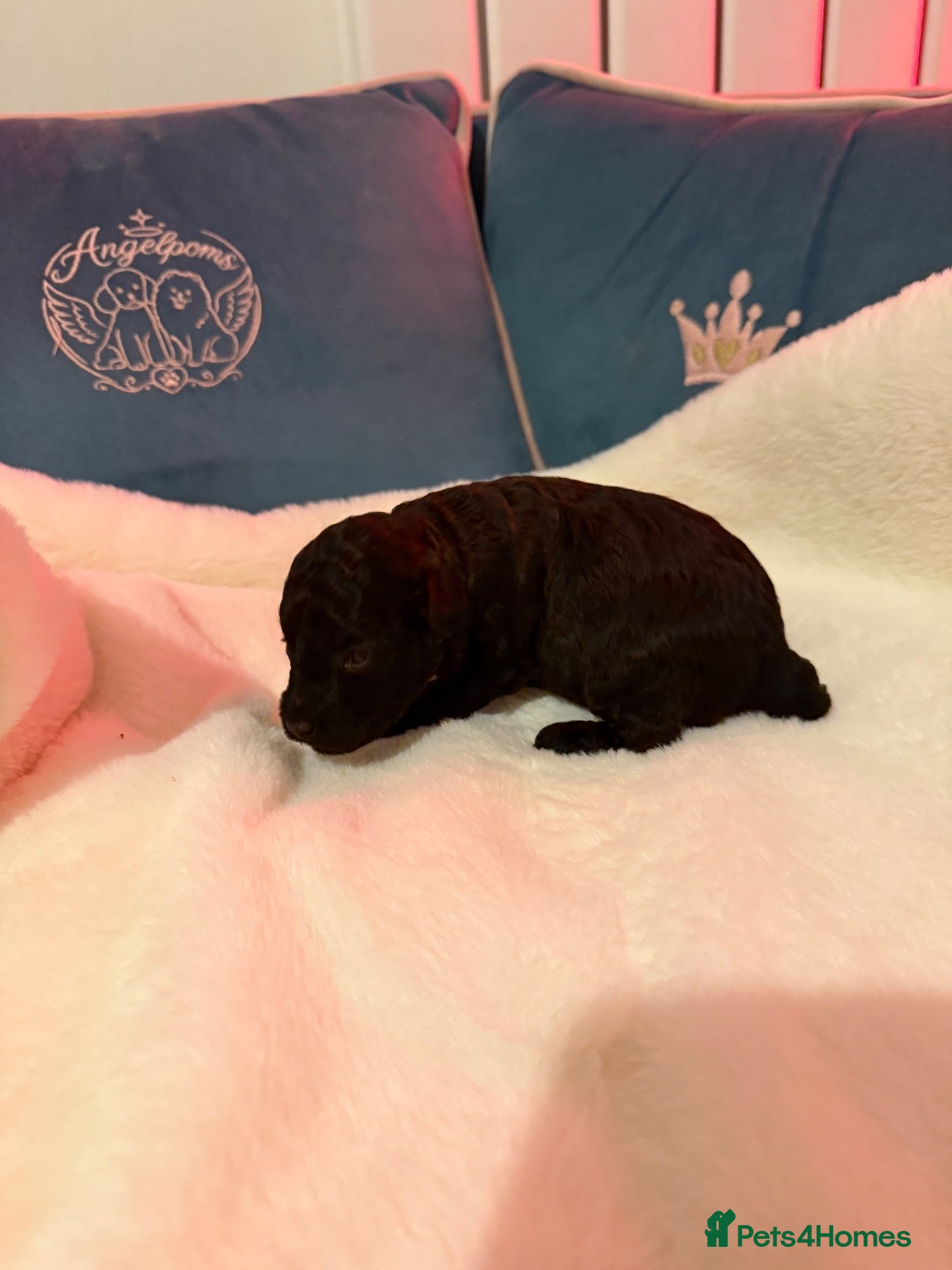 Toy Poodle dogs for sale: Asian x toy poodle  - Advert 2