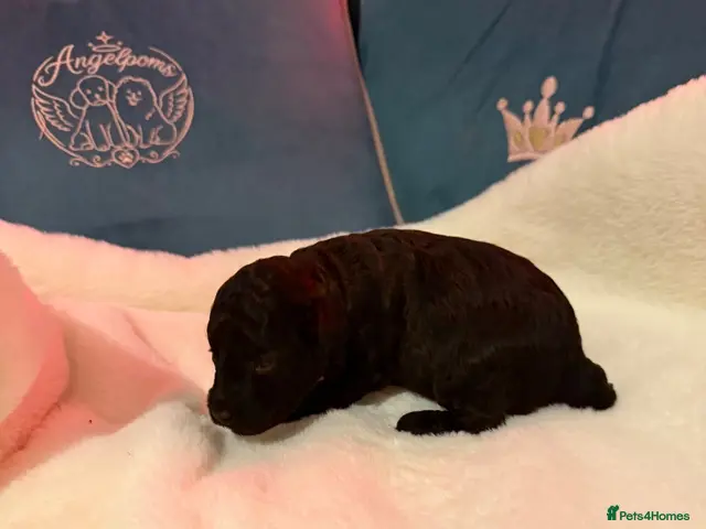Toy Poodle dogs for sale: Asian x toy poodle - Advert 2