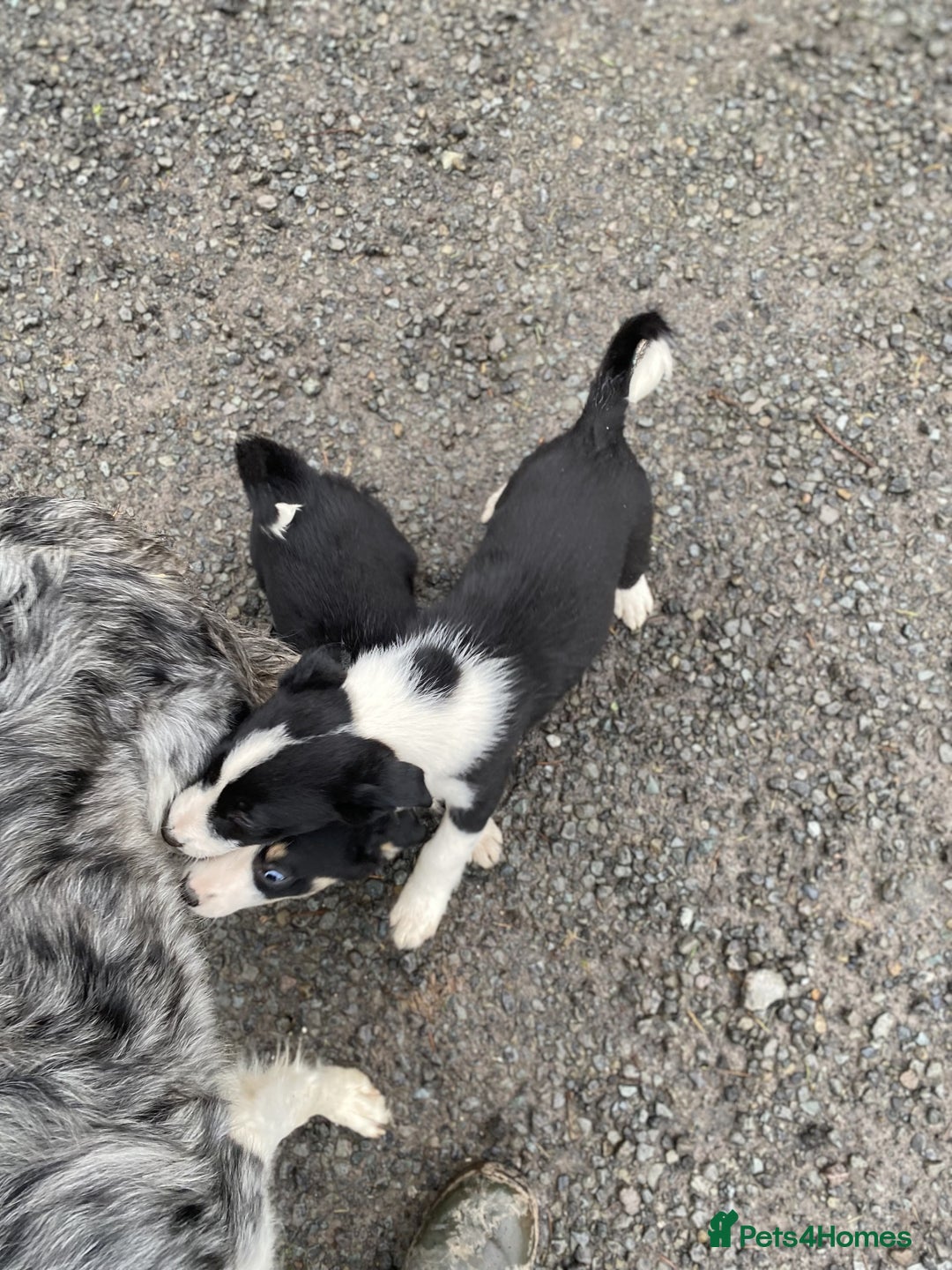 Border Collie dogs for sale: Black & White Border Collie Pups near Hay-on-Wye - Advert 16