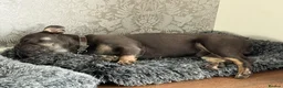 French Bulldog dogs for sale: Bohdi - The Frenchie  - Advert 3