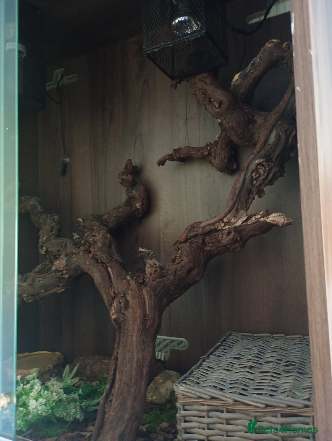 Python Snake reptiles for sale: Dolly 5ft Mojave morph, ball python & Viviun - Image 3