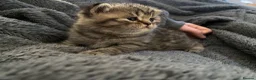 British Shorthair cats for sale: Classic spotted tabby boy Cinnamon carrier - Advert 2