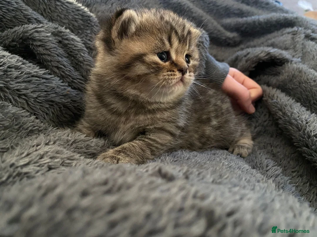 British Shorthair cats for sale: Classic spotted tabby boy Cinnamon carrier - Advert 2