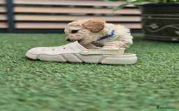 Mixed Breed dogs for sale: ❤️ STUNNING WESTIEPOO PUPS ❤️ - Image 14
