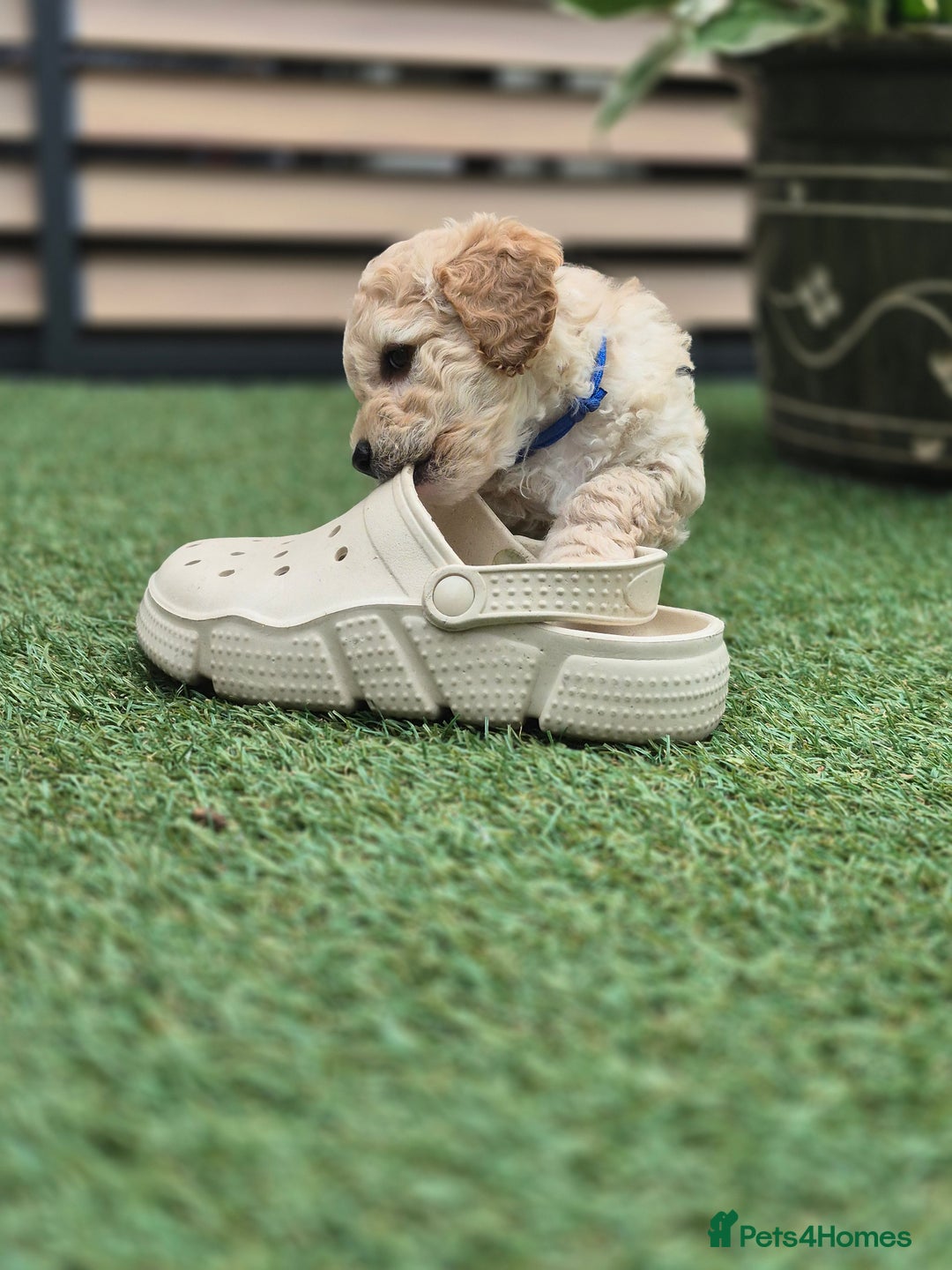 Mixed Breed dogs for sale: ❤️ STUNNING WESTIEPOO PUPS ❤️ - Image 14