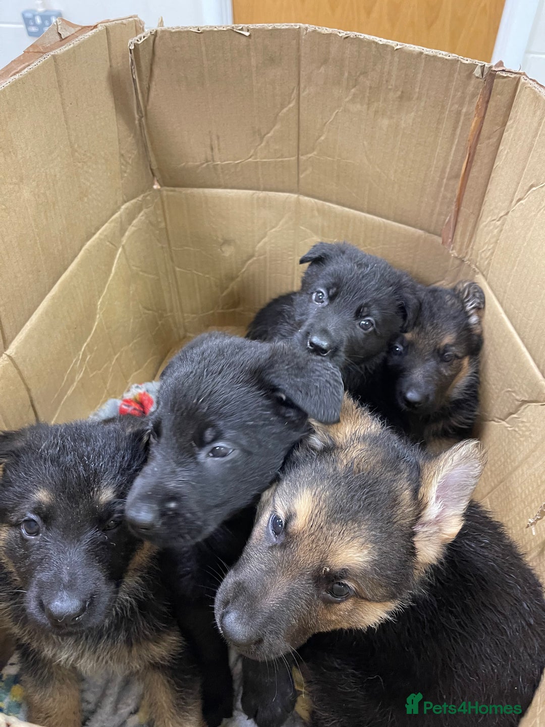 German Shepherd dogs for sale: Straight back German Shepard’s  - Advert 10