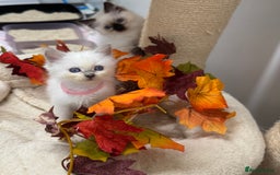 Ragdoll cats for sale: Adorable Ragdoll Kittens GCCF Registered  - Image 12