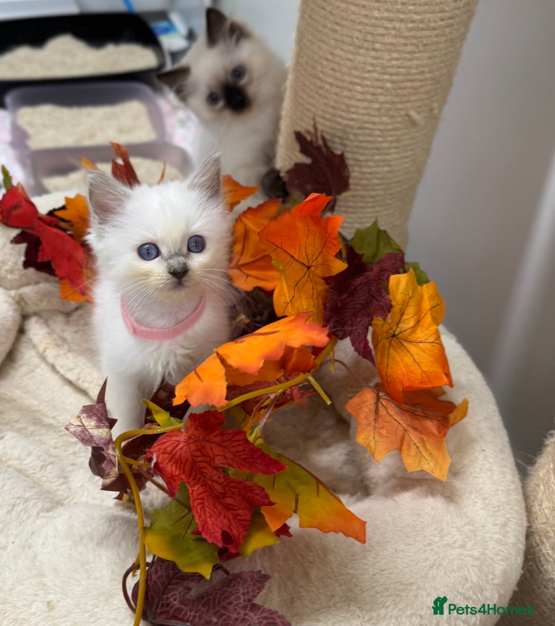 Ragdoll cats for sale: Adorable Ragdoll Kittens GCCF Registered  - Image 12