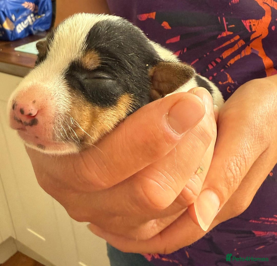 Jack Russell dogs for sale: Bred From Health Tested Parents - Image 14
