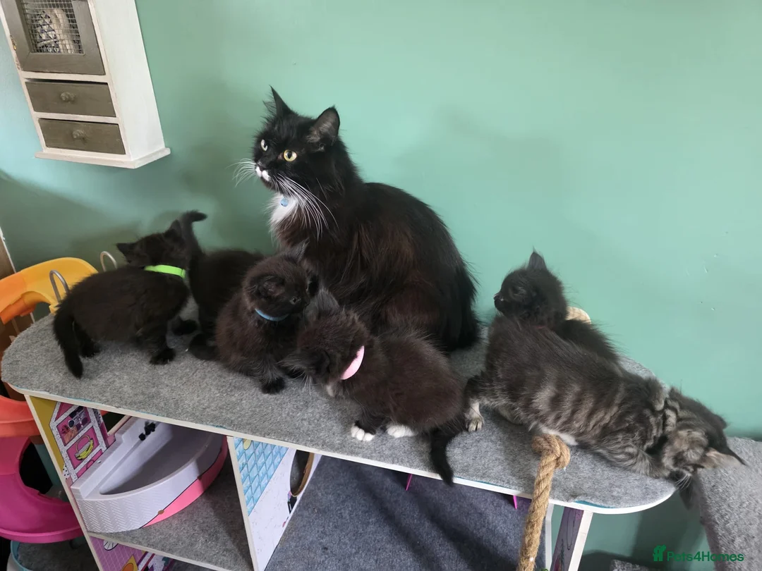 Ragdoll cats for sale: Ragdoll Persian X kittens  - Advert 2
