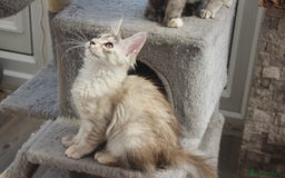 Maine Coon cats for sale: TICA PEDIGREE MAINE COON KITTENS  - Image 14