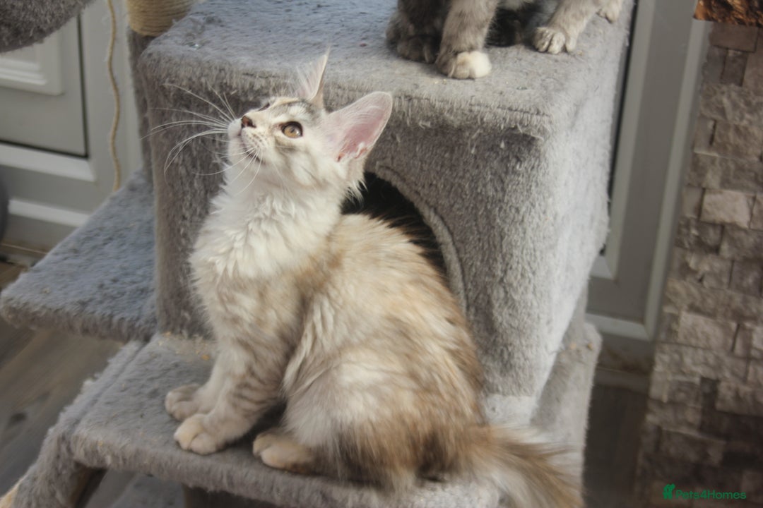 Maine Coon cats for sale: TICA PEDIGREE MAINE COON KITTENS  - Image 14