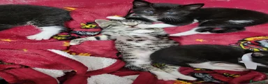 Silver stripe Tabby