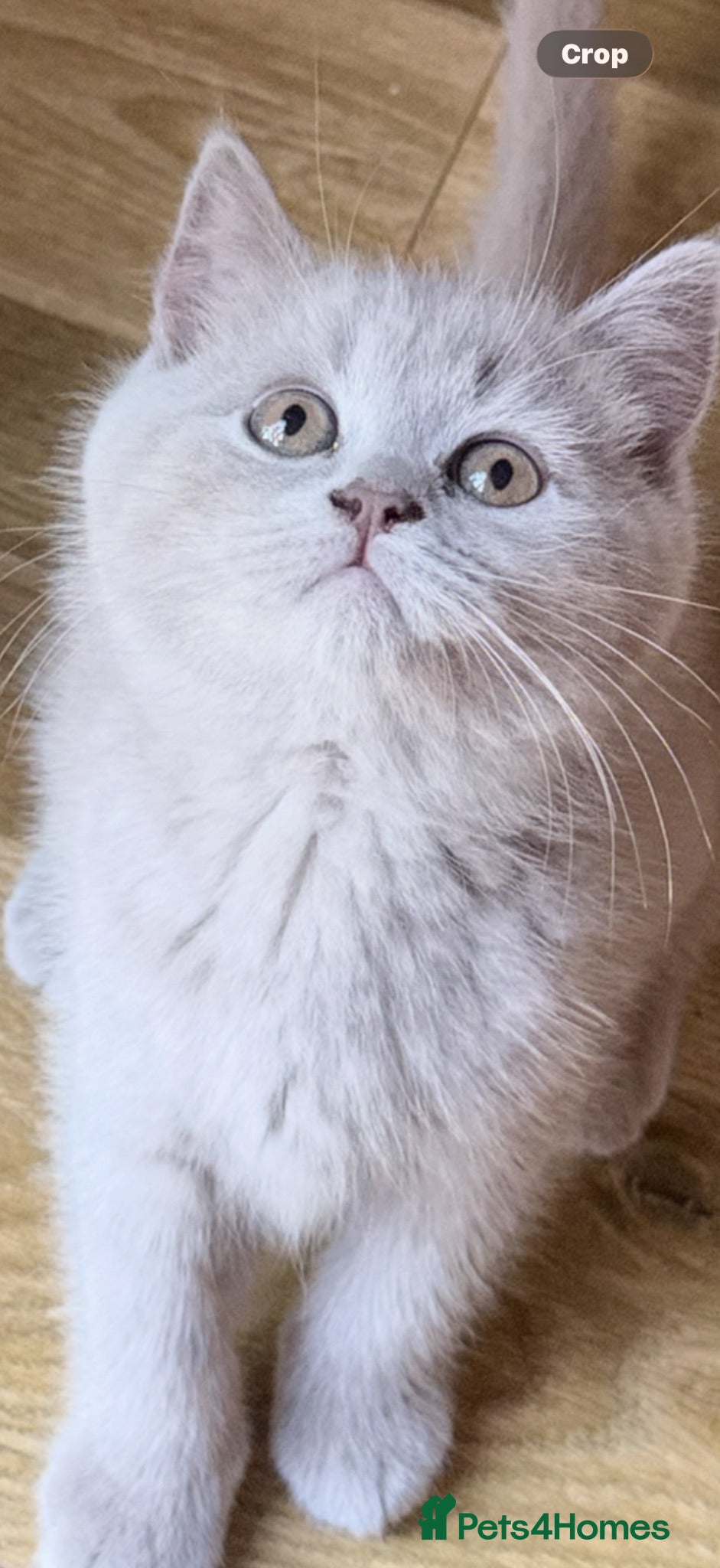 British Shorthair cats British Shorthair Teddys 🐻 Cinnamon now reserved! - Advert 11