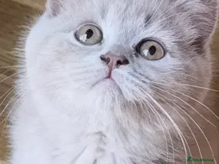 British Shorthair cats British Shorthair Teddys 🐻 Cinnamon now reserved! - Advert 11