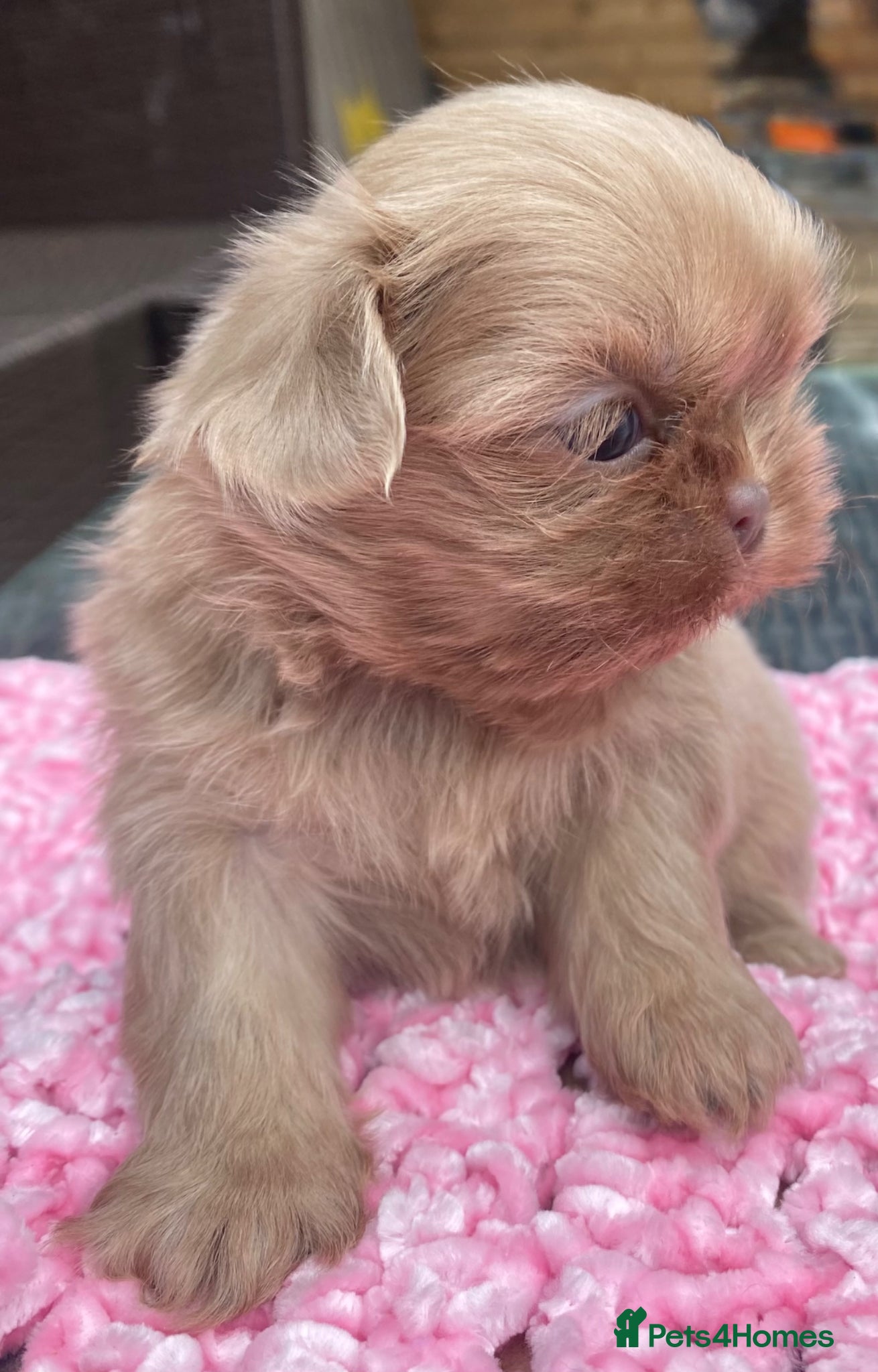 Shih Tzu dogs Beautiful imperial Shihzu puppies mix of colours  - Advert 3