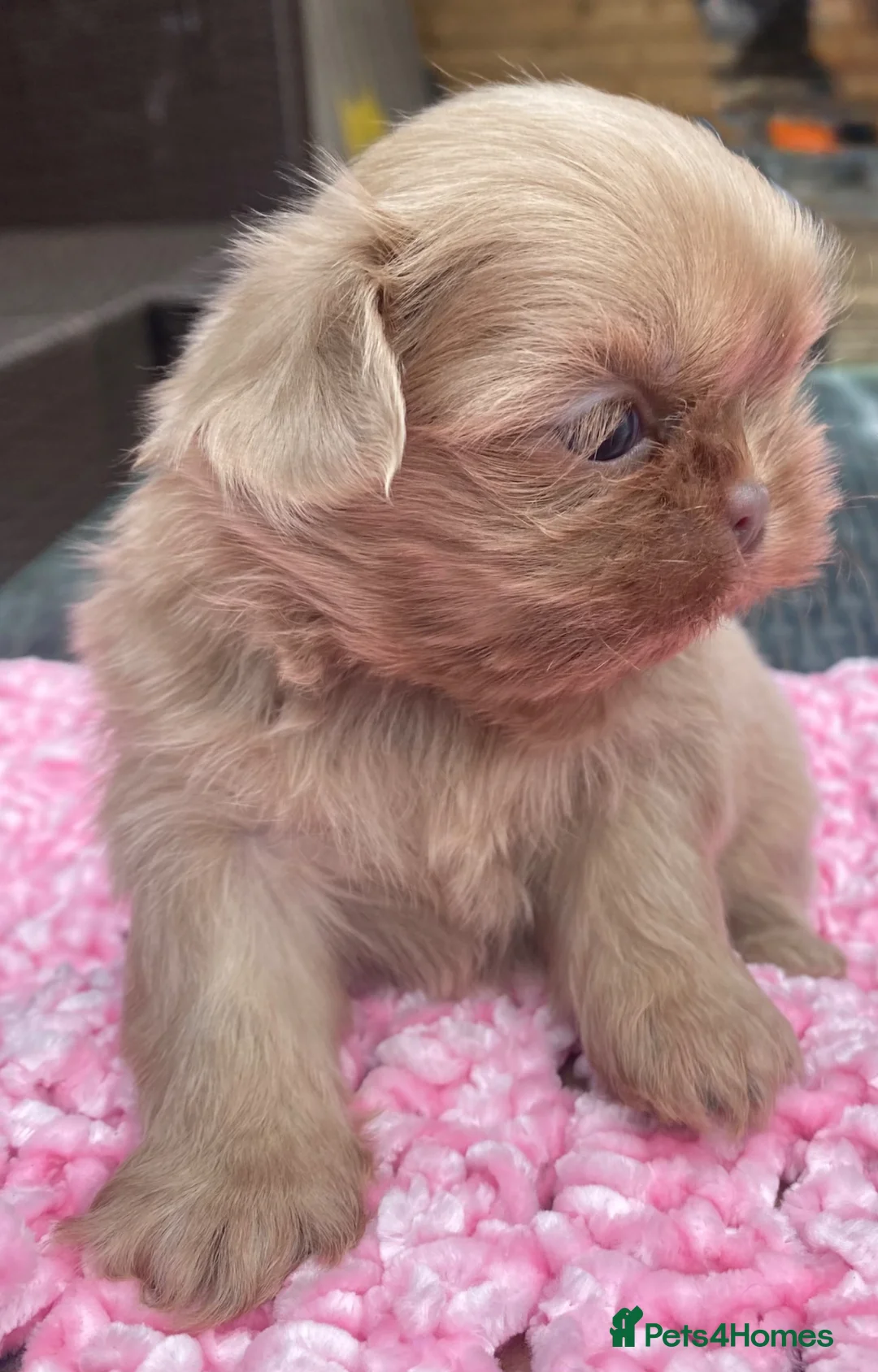 Shih Tzu dogs for sale: Beautiful imperial Shihzu puppies mix of colours  - Advert 1